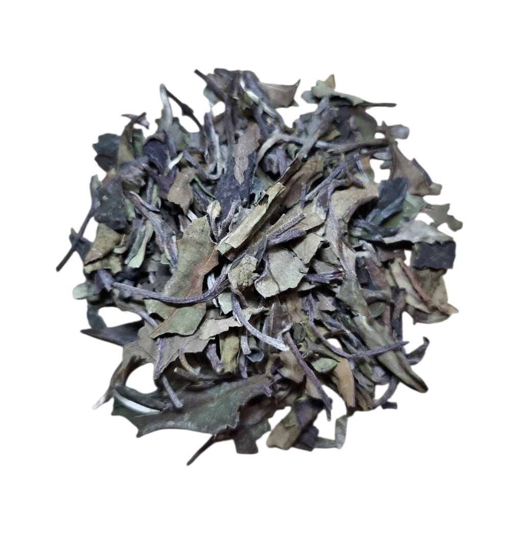 WhatsApp Image 2026-01-26 at 1.45.48 PM